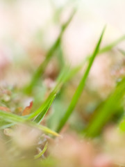 closeup of green plant