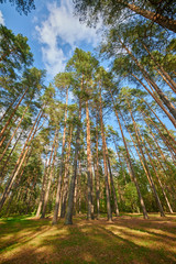 Sunny european forest landscape on a summer day with green trees