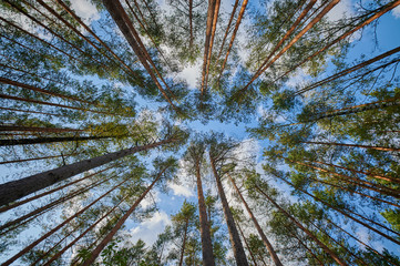 Sunny european forest landscape on a summer day with green trees