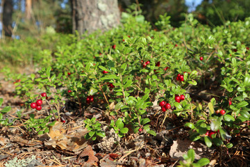 Fototapeta na wymiar Red juicy cranberry or cowberry, wild edible berries with green leaves macro close up. Sunny day in Finland forest