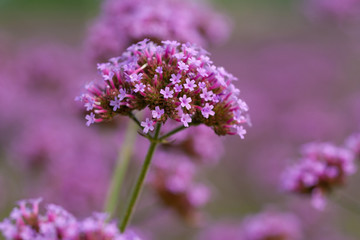 Close-up of spring outdoor, blooming willow verbena，Verbena bonariensis