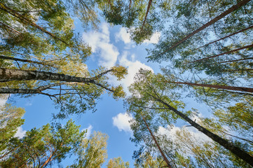 Sunny european forest landscape on a summer day with green trees