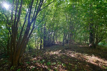 Dense green crowns of trees in the forest on a sunny summer day