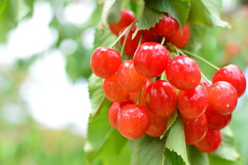 さくらんぼ狩り