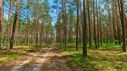 Fototapeta na wymiar Sunny european forest landscape on a summer day with green trees