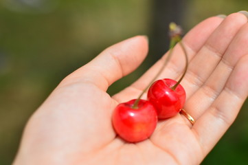 真っ赤なさくらんぼ 