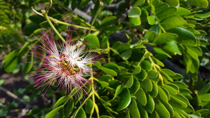 Beautiful Samanea Saman flower with pink color. Rain tree which is a source of water storage