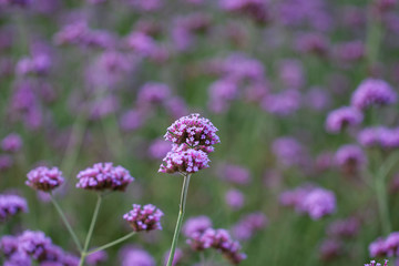 Close-up of spring outdoor, blooming willow verbena，Verbena bonariensis