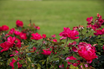 blooming Bush of rose pink color in the summer Park in Sunny weather