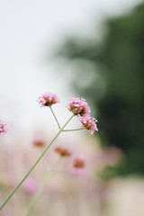 Close-up of spring outdoor, blooming willow verbena，Verbena bonariensis