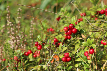 Red juicy cranberry or cowberry, wild edible berries with green leaves macro close up. Sunny day in...