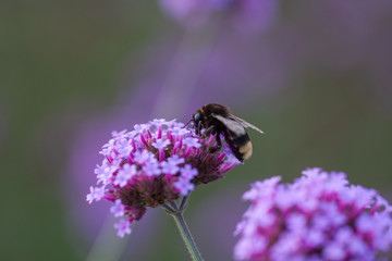 Close-up of spring outdoor, blooming willow verbena，Verbena bonariensis