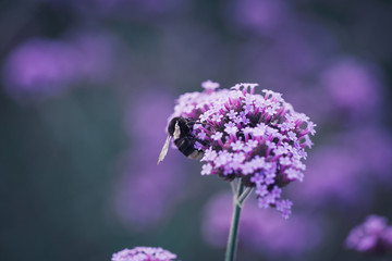 Close-up of spring outdoor, blooming willow verbena，Verbena bonariensis