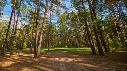 Sunny european forest landscape on a summer day with green trees
