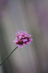 Obraz premium Close-up of spring outdoor, blooming willow verbena，Verbena bonariensis