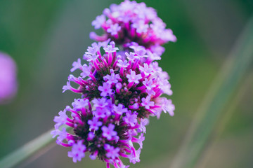 Obraz premium Close-up of spring outdoor, blooming willow verbena，Verbena bonariensis