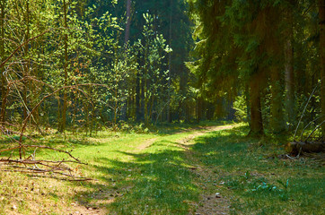 Sunny european forest landscape on a summer day with green trees