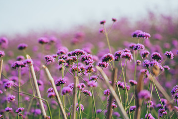 Close-up of spring outdoor, blooming willow verbena，Verbena bonariensis