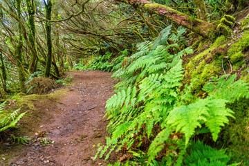 Fototapeta premium rainforest foliage landscape in Anaga national park tenerife canary islands