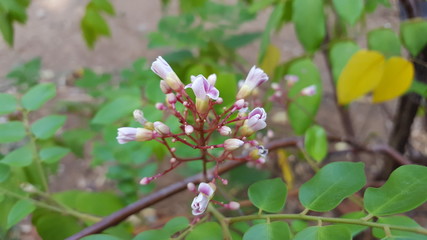 star fruit carambola flower on star apple fruit ( starfruit ) garden