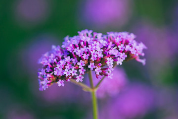 Close-up of spring outdoor, blooming willow verbena，Verbena bonariensis