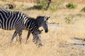 Fototapeta na wymiar Zebras close up, Tarangire National Park, Tanzania