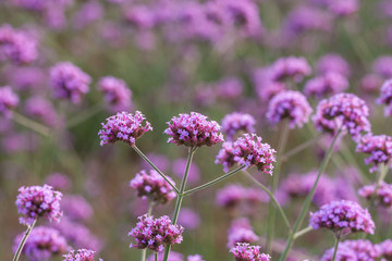 Obraz premium Close-up of spring outdoor, blooming willow verbena，Verbena bonariensis