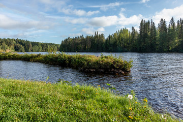 Sunny morning on finnish river. Green grass and pine trees with bright blue water, wild north nature landscape background. Vibrant colors and beautiful scene