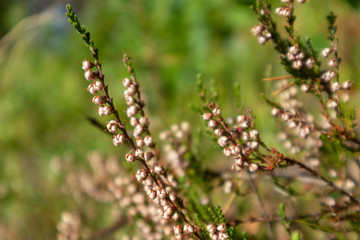 Small wild beige flowers branch with green grass macro close up in forest nature background 