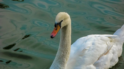 Beautiful white swan on the water close-up