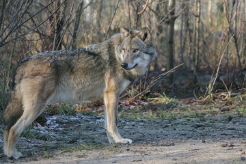 Wolf - Canis Lupus