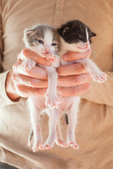 Very Little striped kittens in man hands.