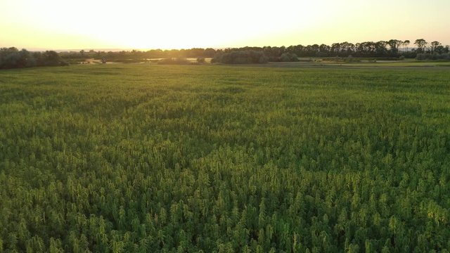 Wide aerial sunset view of a beautiful marijuana CBD hemp field