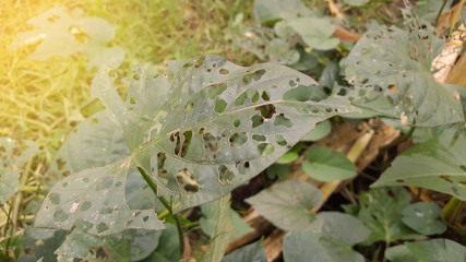 The leaves are hollow because they are eaten by pests before the rainy season