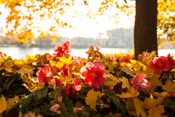 pink flowers are begonias in the autumn Park on the shore of the river, blurred the background