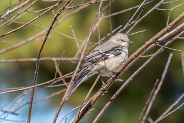 A Northern Mockingbird perches on a barren tree limb in front of a green background. Raleigh, North Carolina.