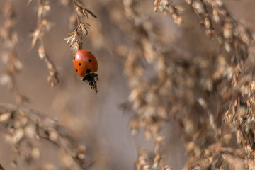 A seven-spotted ladybug climbing down to the tip of a fennel weed. Fall colors at Yates Mill County Park in Raleigh, NC.