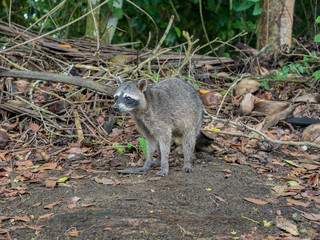 Raccoon standing next to dry leaves and branches at Cahuita national park