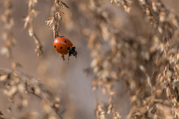 A humorous image of seven-spotted ladybug looking like its reaching down to lend a hand. Fall colors at Yates Mill County Park in Raleigh, NC.