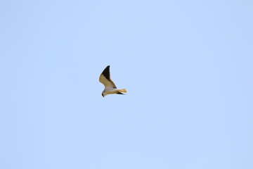 Bird in flight