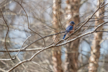 A vividly colored Eastern Bluebird stands out among the dull barren forest background at Yates Mill County Park in Raleigh North Carolina.