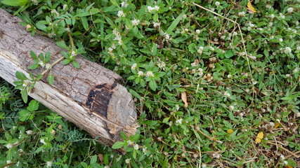 The trunk of a tree fell between the weeds that ran through it