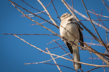 A Northern Mockingbird with disheveled feathers perched on a limb on a breezy day in Raleigh, North Carolina.