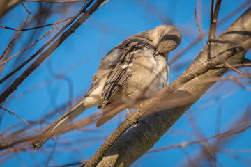 A Northern Mockingbird preening itself on a cool Autumn day in Raleigh, North Carolina.