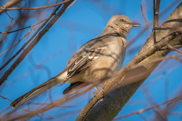 Profile view of a Northern Mockingbird Raleigh, North Carolina.