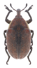 Beetle Larinus ruber on a white background