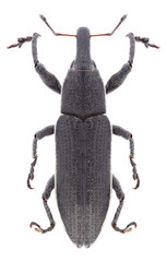 Beetle Lixus punctiventris on a white background
