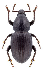 Beetle Psallidium syriacum on a white background