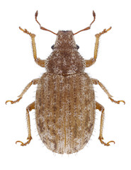 Beetle Strophomorphus porcellus on a white background