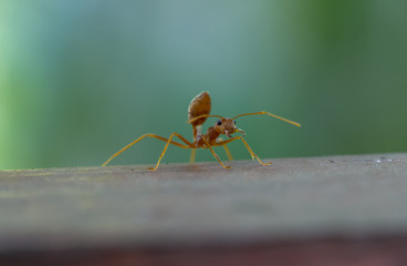 ant on floor